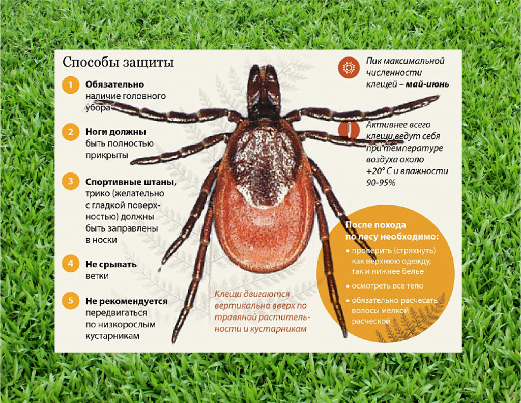 С начала сезона клещи покусали более 2700 человек, в том числе более 600  детей! Узнайте, куда обратиться в случае присасывания насекомого
